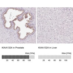 EIG121 Antibody, Novus Biologicals:Antibodies:Primary Antibodies